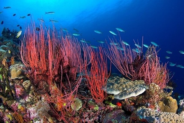 關(guān)愛(ài)海洋 保護(hù)珊瑚 愛(ài)護(hù)我們的大海